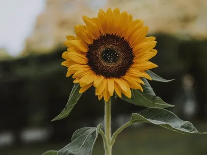 Reiki For Your Hara Center