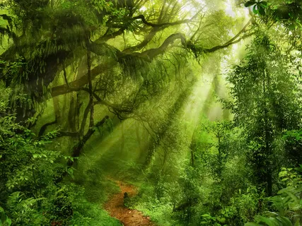 A Walk In The Forest: Reiki Guided Visualisation