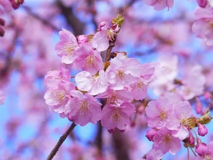 Reiki Guided Self-Healing 30 Minutes