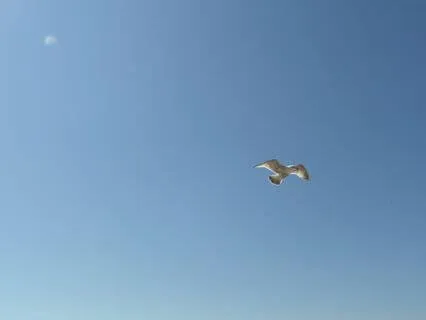 Reiki Heal And Protect Your Energy (No Music)