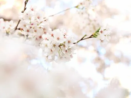 Reiki Healing For Your Organs