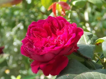 Reiki Healing Meditation