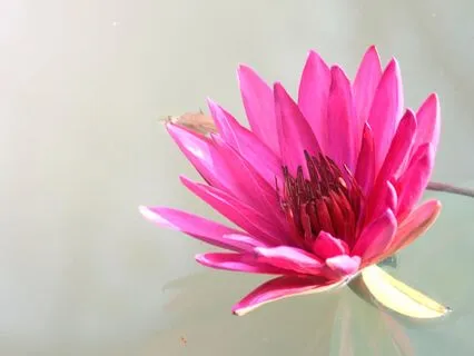 Tranquil Transformations: A Reiki Healing Journey