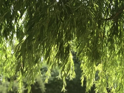 Reiki Infused Meditation For Healing