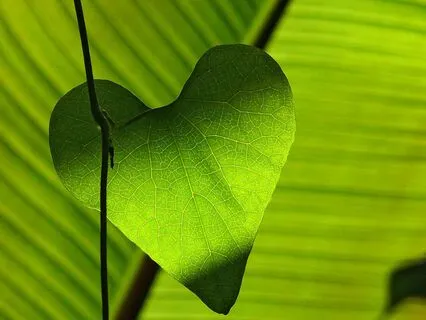 Reiki Infused Meditation For The Heart