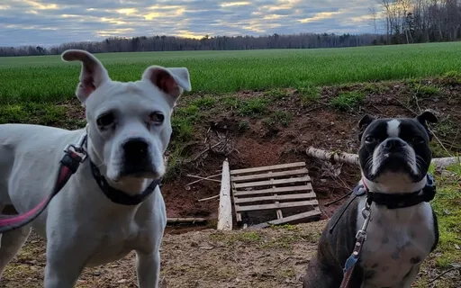 Reiki Infused Pet Meditation