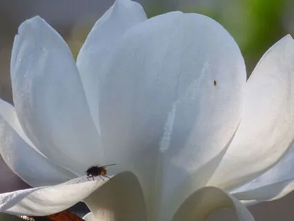 Reiki Infused Solo Piano With Vocalise For Peace And Healing