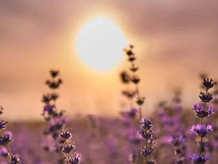 Reiki-Infused Sound Bath Session