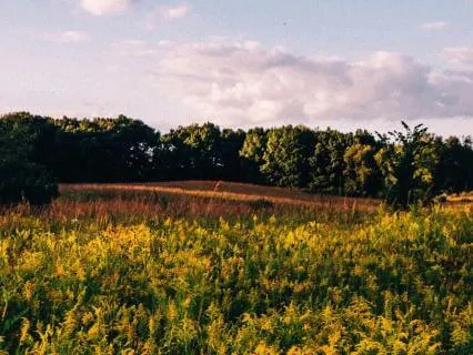 Reiki Infused Spring Meadow Meditation