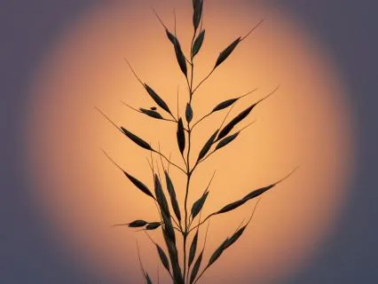 Reiki Level One Attunement