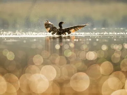 Reiki & Light Language Meditation