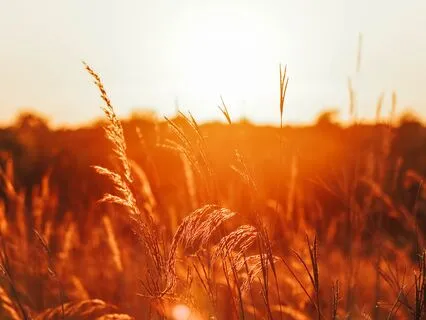 Reiki Meditation: Be Here