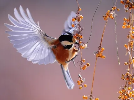 Reiki Meditation For Pregnant Women