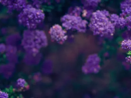 Reiki Meditation Series: Crown Chakra