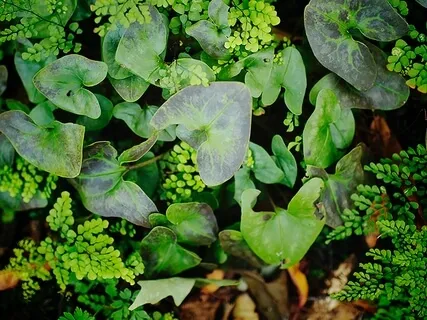 Reiki Meditation Series: Heart Chakra