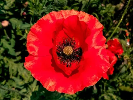 Reiki Meditation Series: Root Chakra