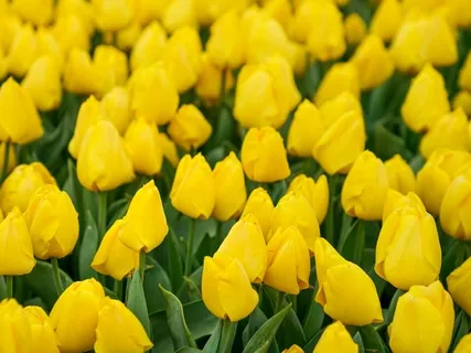 Reiki Meditation Series: Solar Plexus Chakra