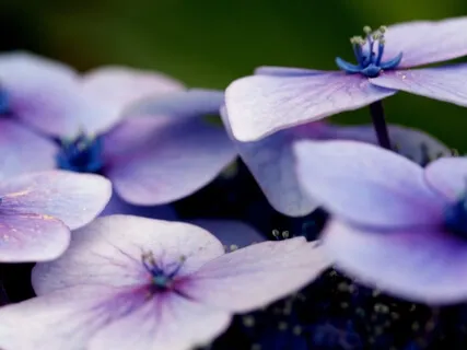 Reiki Meditation Series: Third Eye Chakra