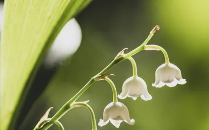 Reiki Meditation: The Magic Of Flowers