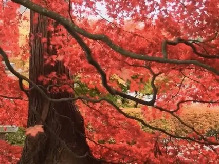 Reiki Music For Grounding With Chime Every 3 Minutes