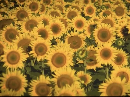 Reiki Music For Self-Confidence With Chime Every 3 Minutes