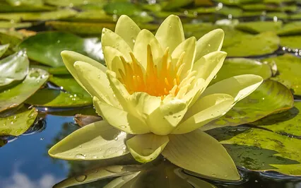 Reiki Music For Serenity With Tibetan Chime Every 3 Minutes