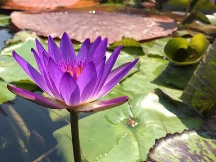 Reiki Music Track With Bells At Two Minute Intervals