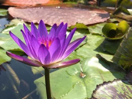 Reiki Music With Bells At One Minute Intervals