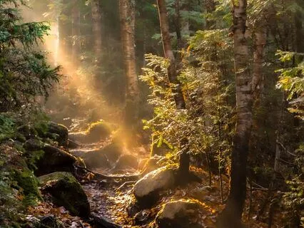 Reiki Nature Meditation For Inner Peace & Healing