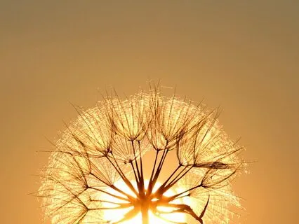 Reiki Precept Meditation