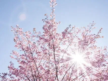 Reiki Principles Meditation