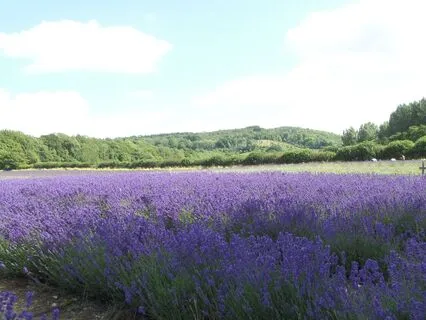 Reiki Relaxation Into The Lavender Meadows (No Music)