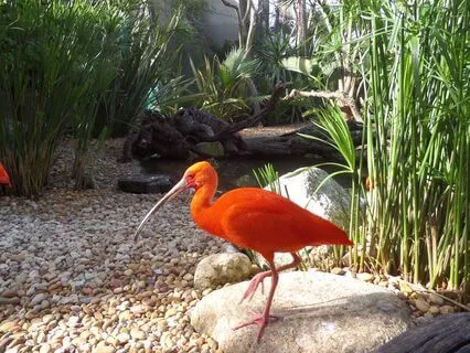 Reiki Relaxation Scan, Heal, Safety And Love | No Music