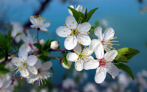Reiki Self-Treatment With Nine Hand Positions