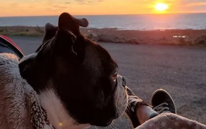 Reiki Session Bonding With Your Dog