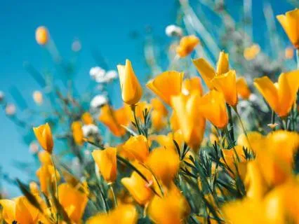 Reiki Spring Meditation