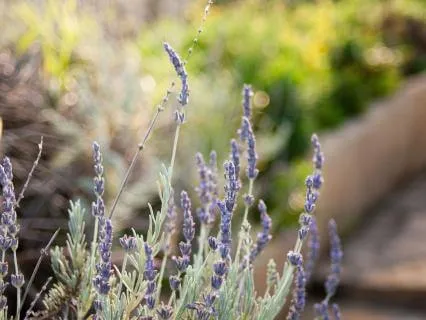 Reiki To Calm Mental Chatter + Ground Your Energy