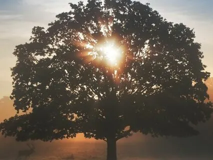 Reiki To Release Grief & Heavy Emotions