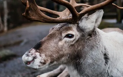 Reindeer In Saami Mythology