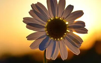 Reis door de Chakra's | Helende Piano Muziek