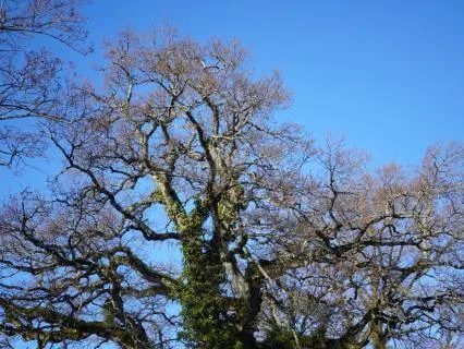 Rejuvenate Under The Oak Tree