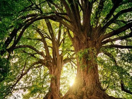 Rejuvenating Your Mind And Body