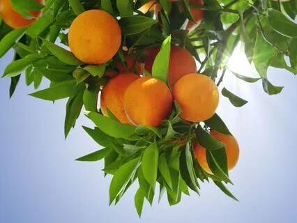 Rekindle Your Creativity & Inner Joy | Citrus Bliss