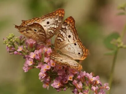 Relationship Healing Affirmations