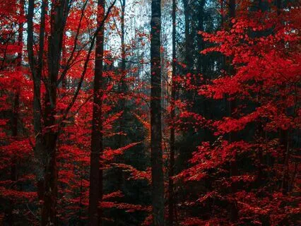 Relationship Resonance: Building Connections