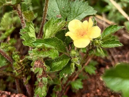 Relationship With Grief Talk And Meditation