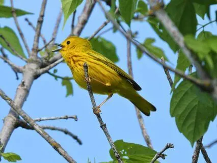 Relax & Align With 7 Chakra Tuning Forks + Birdsong