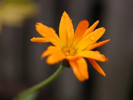 Relax & Connect To Your Sacral Chakra 