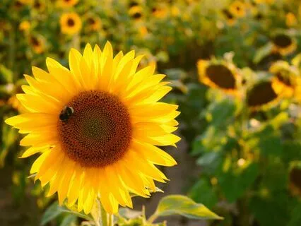 Relax And Let Go Calming Meditation