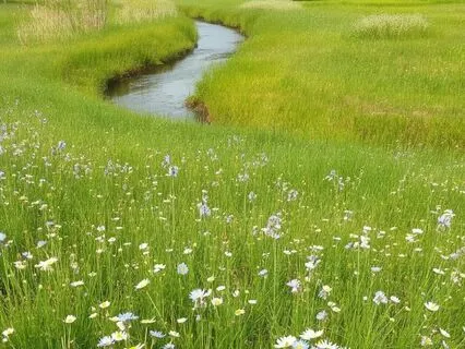 Relax And Let Go Meadow Visualisation